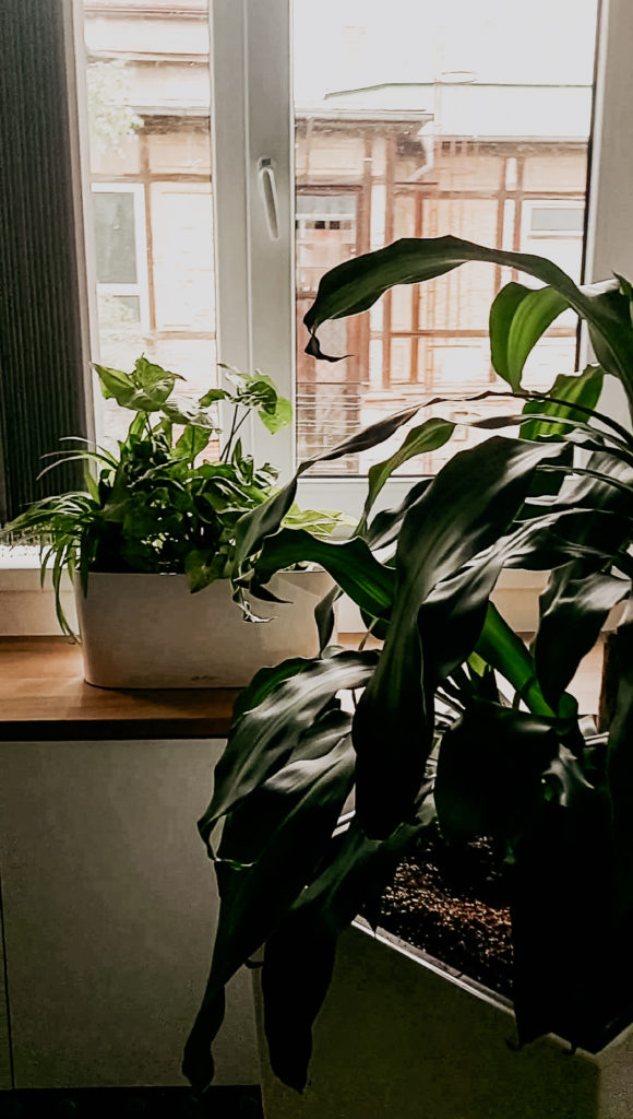 Pokojové rostliny v kanceláři